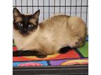 Adopt Mocha - *Available by Appointment* Claremont or Chino Hills Location a