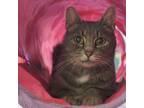 Adopt Leslie a Domestic Short Hair