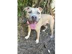 Felix, American Staffordshire Terrier For Adoption In Navarre, Florida