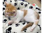 Dandelion, Domestic Shorthair For Adoption In Athens, Tennessee