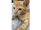 Waffles, Domestic Shorthair For Adoption In Athens, Tennessee