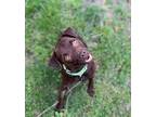 Nona, Terrier (unknown Type, Small) For Adoption In Johnston, Iowa