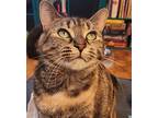 Beary, Domestic Shorthair For Adoption In Toronto, Ontario