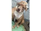 M-group - Rsw 5/29 Am Pit Ter - Ellie, American Pit Bull Terrier For Adoption In