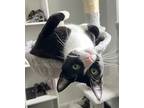 Mickey, Domestic Shorthair For Adoption In Melville, New York