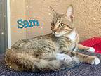Sam, Domestic Shorthair For Adoption In Goodyear, Arizona