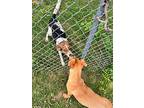 Hillson, Jack Russell Terrier For Adoption In Little Rock, Arkansas