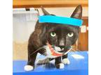 Cater Waiter 5200, Domestic Shorthair For Adoption In Dallas, Texas