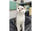 Mona, Domestic Shorthair For Adoption In South Bend, Indiana
