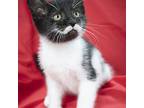 Little One, Domestic Shorthair For Adoption In Prole, Iowa