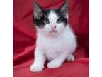 Pongo, Domestic Shorthair For Adoption In Prole, Iowa