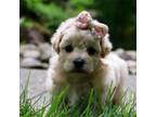 Maltipoo Puppy for sale in Dundee, OH, USA