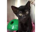 Oregano, Domestic Shorthair For Adoption In Forked River, New Jersey