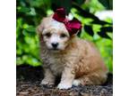 Maltipoo Puppy for sale in Dundee, OH, USA