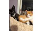 George & Charlotte, Domestic Shorthair For Adoption In Morristown, New Jersey