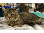 Poofy Tail, Domestic Shorthair For Adoption In Panama City Beach, Florida