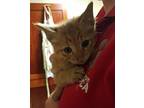 Jengo, Domestic Shorthair For Adoption In Houston, Texas