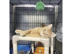 Huntley, Domestic Shorthair For Adoption In Lowell, Michigan