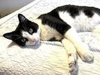 Beetle, Domestic Shorthair For Adoption In Houston, Texas