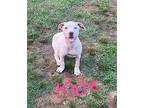 Katie Dean, Terrier (unknown Type, Medium) For Adoption In Warwick, Rhode Island