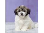 Havanese Puppy for sale in Sugarcreek, OH, USA