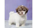 Havanese Puppy for sale in Sugarcreek, OH, USA