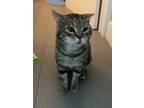 Murphy, Domestic Shorthair For Adoption In Miami, Florida