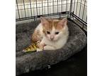 Henley, Domestic Shorthair For Adoption In Parlier, California
