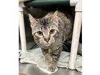 Violet, Domestic Shorthair For Adoption In Milpitas, California