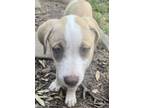 Adopt Penelope a Labrador Retriever, Boxer