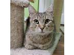 Till, Domestic Shorthair For Adoption In Palatine, Illinois