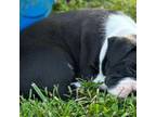 Boxer Puppy for sale in Burkesville, KY, USA