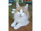 Cheeto, Domestic Longhair For Adoption In Palatine, Illinois