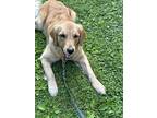 Marvelous Milo, Golden Retriever For Adoption In Thornwood, New York