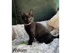 William (white Collar), Domestic Shorthair For Adoption In Bothell, Washington