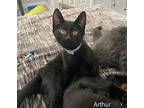 Arthur (grey Collar), Domestic Shorthair For Adoption In Bothell, Washington