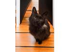 Chops, Domestic Longhair For Adoption In Stratford, Ontario