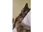 Buddy, Domestic Longhair For Adoption In Stratford, Ontario