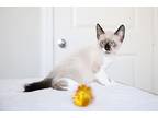 Turtle, Siamese For Adoption In Fort Worth, Texas