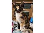 Saba, Domestic Shorthair For Adoption In Plymouth, Minnesota