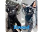 Elwood, Domestic Shorthair For Adoption In Hollister, California