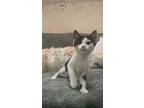 Boo, Domestic Shorthair For Adoption In Hollister, California