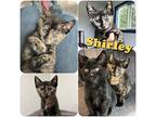 Shirley, Domestic Shorthair For Adoption In Hollister, California
