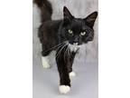 Sylvester, Domestic Mediumhair For Adoption In Cornersville, Tennessee
