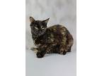 Guinevere, Domestic Shorthair For Adoption In Cornersville, Tennessee