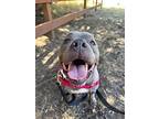 Scarlett, American Staffordshire Terrier For Adoption In San Luis Obispo