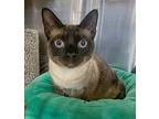 Blue, Siamese For Adoption In Elmwood Park, New Jersey