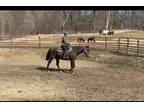 Barbie, Quarterhorse For Adoption In Sharon Center, Ohio