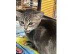 Ranger, Domestic Shorthair For Adoption In Millville, California