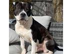 Byron, American Staffordshire Terrier For Adoption In Whitestone, New York